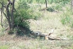 0234-Reis Zuid-Afrika2007